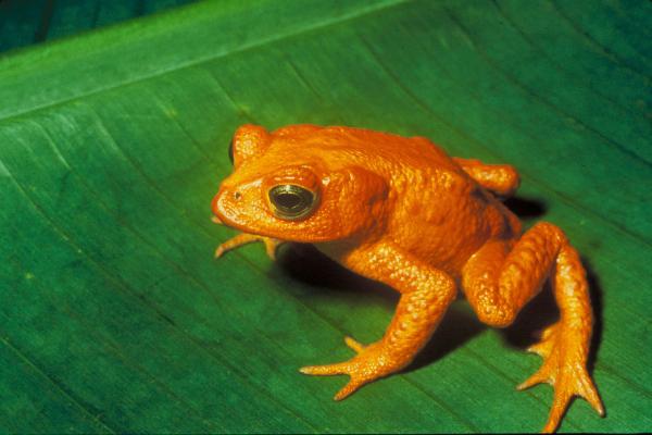 golden toad of monteverde
