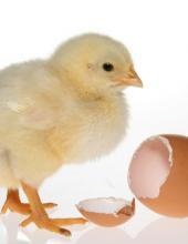 Chicken_Egg