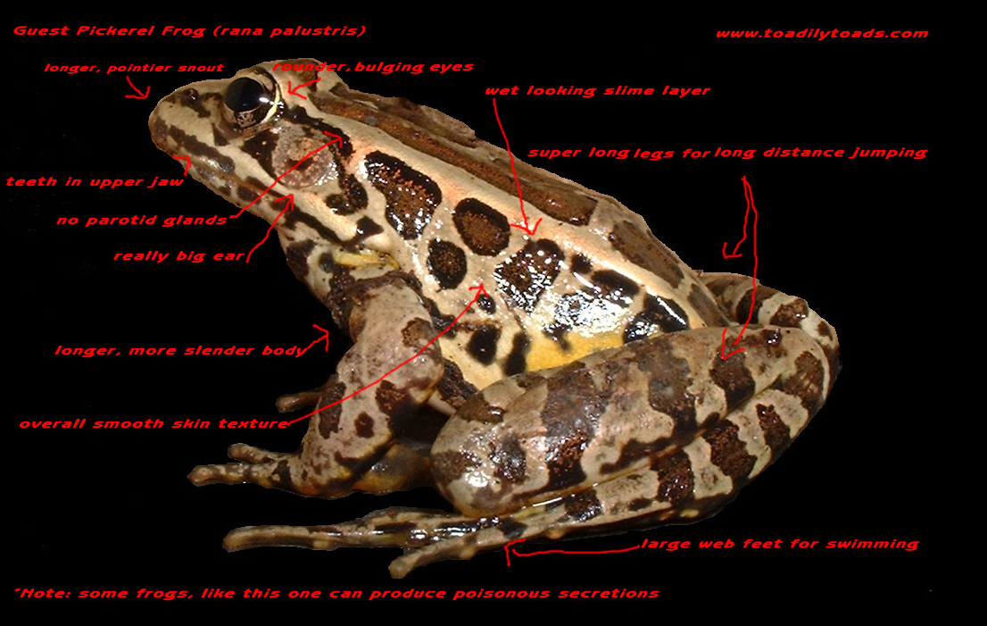 frog attributes
