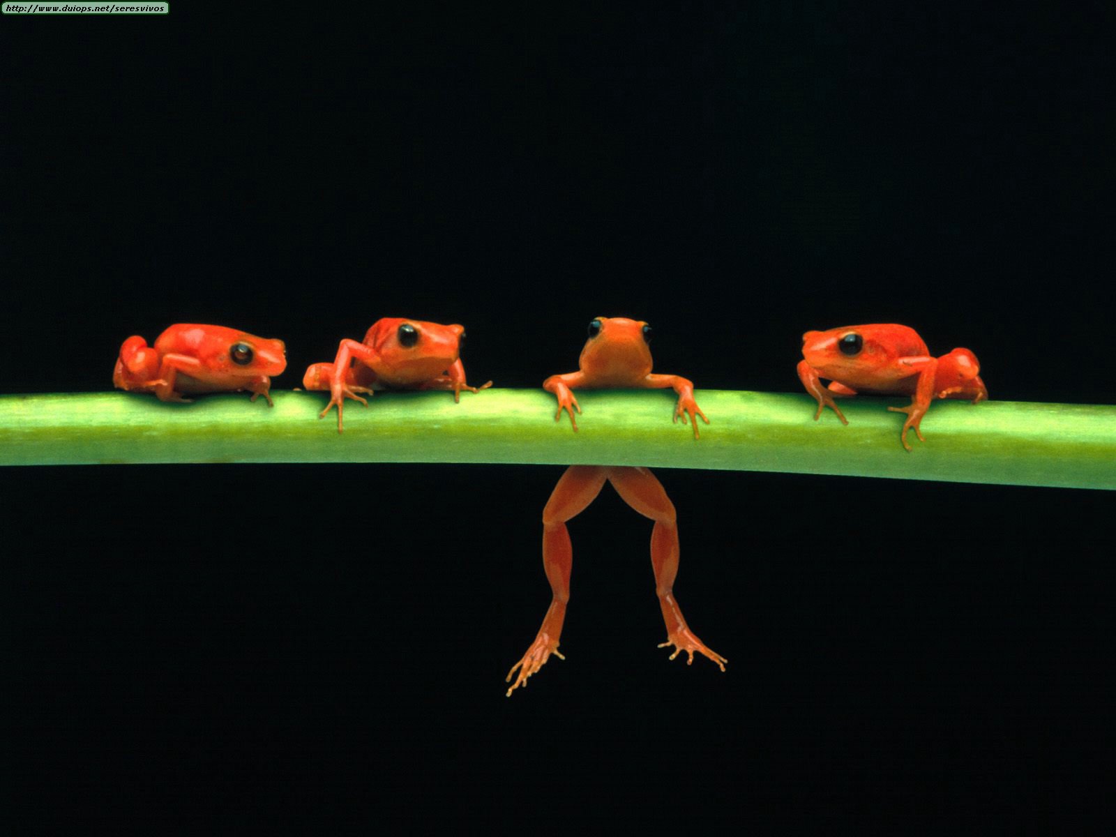 group of frogs