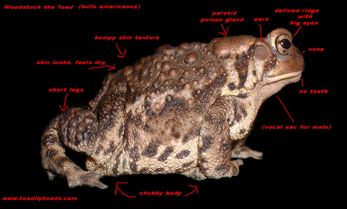 toad attributes