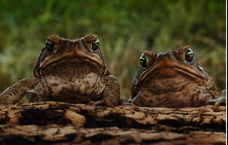 toad conquest