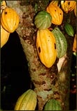 Cacao Plant