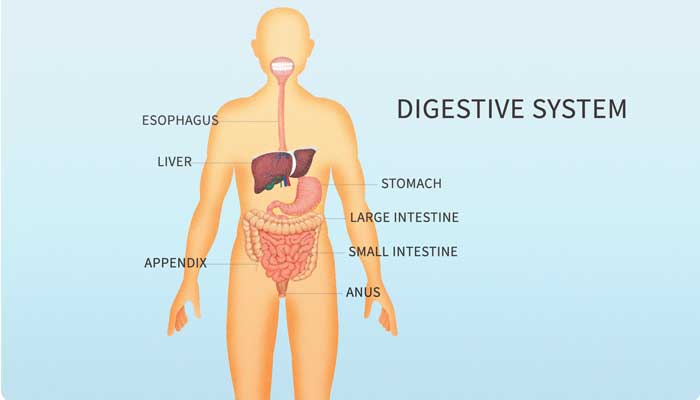 https://www.howtosmile.org/sites/default/files/images/topic_pages/Systems-for-SMILE-digestive.jpg