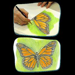 monarch butterfly scientific illustration