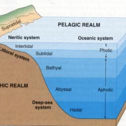 neritic zone diagram